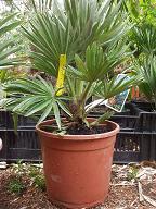 Chamaerops humilis 'Volcano'